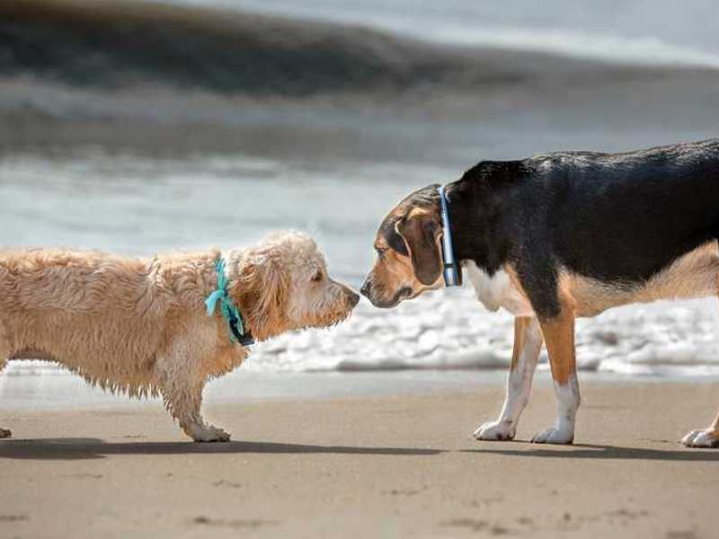plaža za pse za održavanje čistog i sigurnog okoliša