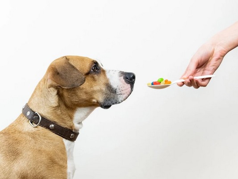 vitamini za pse kako bi održali dobro zdravlje