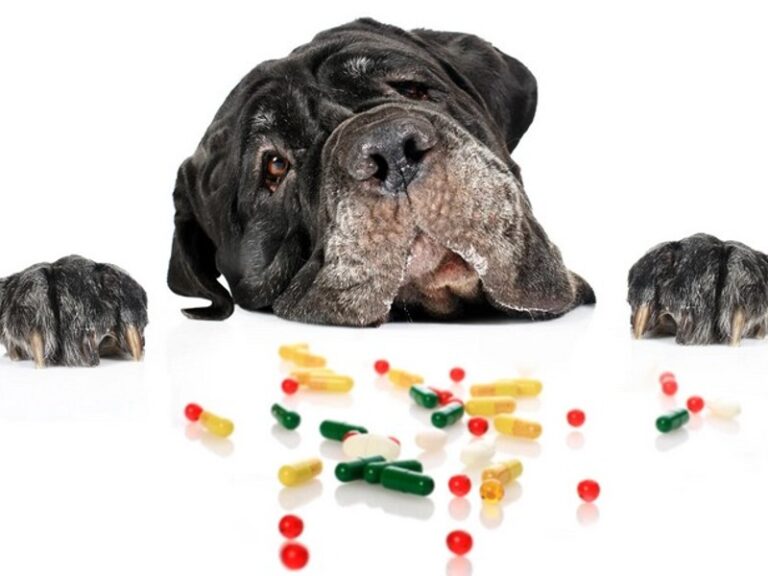 Vitamini za pse i njihova važnost za zdravlje