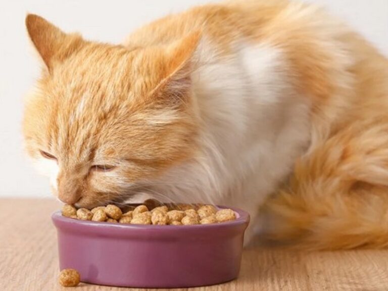 Suha hrana za mačke za uravnoteženu prehranu