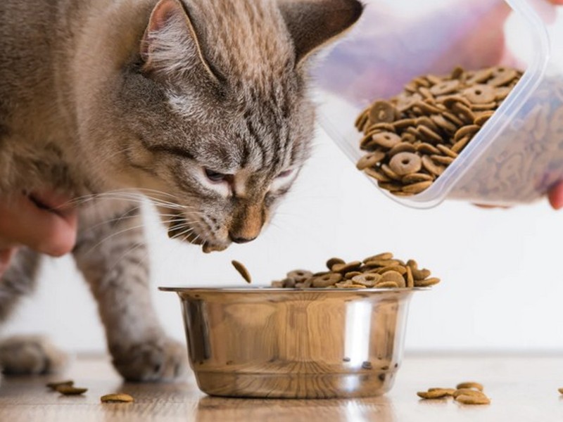 Suha hrana za mačke potiče prirodno čišćenje zubi