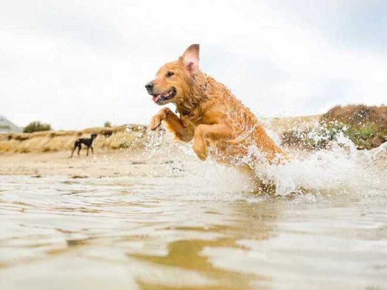 Plaža za pse je idealno mjesto za igru i opuštanje